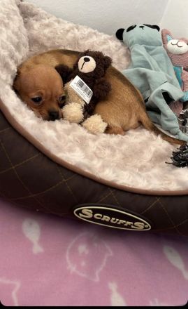 Hundewelpe zu verkaufen