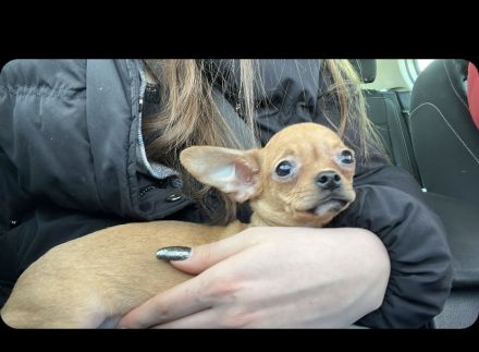 Hundewelpe zu verkaufen