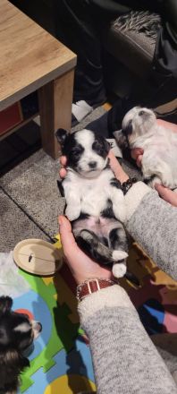4 Chihuahua-Malteser Welpen