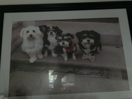 4 Chihuahua-Malteser Welpen