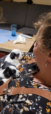 4 Chihuahua-Malteser Welpen