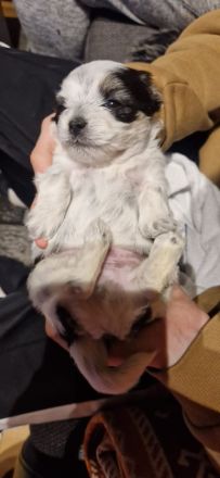 4 Chihuahua-Malteser Welpen