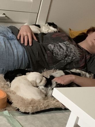 4 Chihuahua-Malteser Welpen