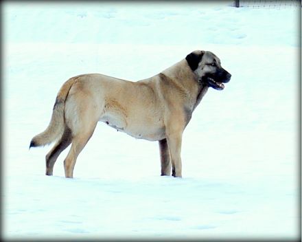 Kangal Welpen