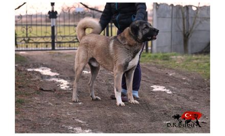 Kangal Welpen