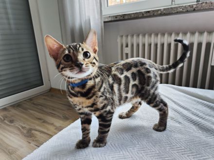 Reinrassige Bengal Kitten mit Stammbäume