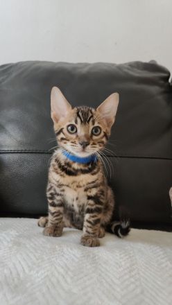Reinrassige Bengal Kitten mit Stammbäume