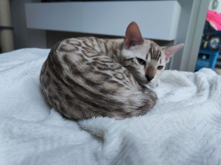 Reinrassige Bengal Kitten mit Stammbäume