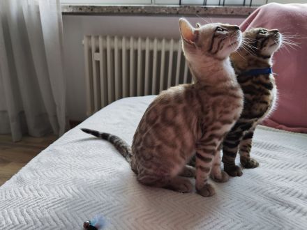 Reinrassige Bengal Kitten mit Stammbäume