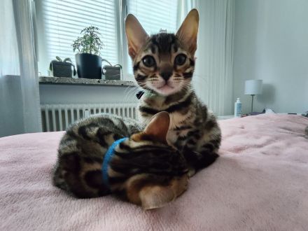 Reinrassige Bengal Kitten mit Stammbäume