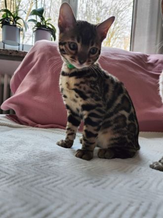 Reinrassige Bengal Kitten mit Stammbäume