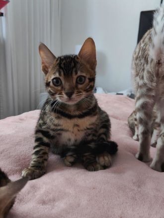 Reinrassige Bengal Kitten mit Stammbäume