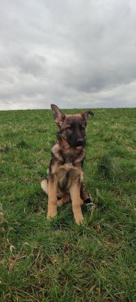 Deutscher Schäferhündin Welpen