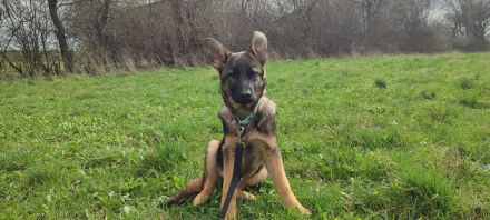 Deutscher Schäferhündin Welpen