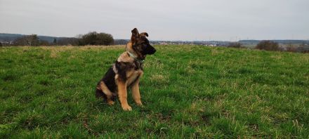 Deutscher Schäferhündin Welpen