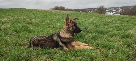 Deutscher Schäferhündin Welpen