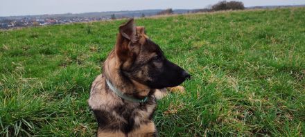 Deutscher Schäferhündin Welpen