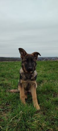 Deutscher Schäferhündin Welpen