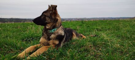 Deutscher Schäferhündin Welpen