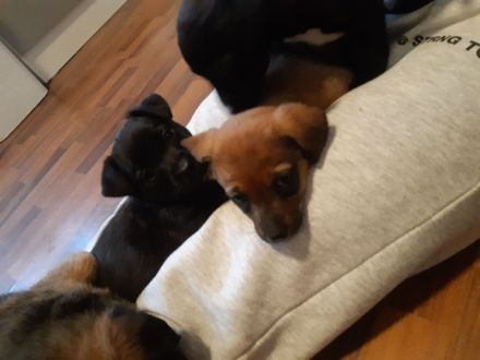 Jack Russel Terrier Mix