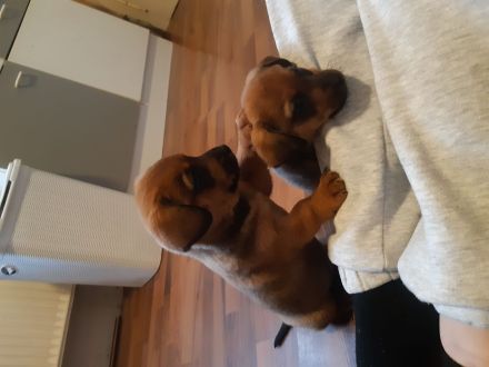 Jack Russel Terrier Mix