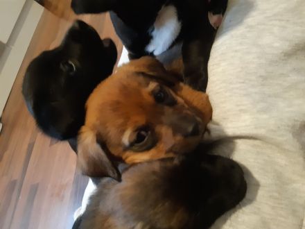 Jack Russel Terrier Mix