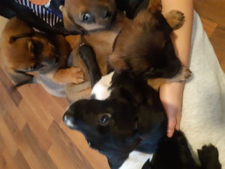 Jack Russel Terrier Mix