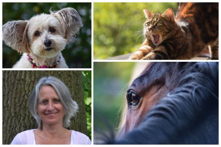 Tierkommunikation lernen - Basisworkshop