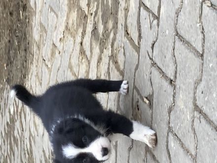 Border Collie Welpen