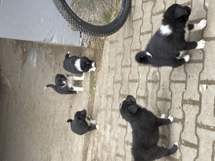 Border Collie Welpen
