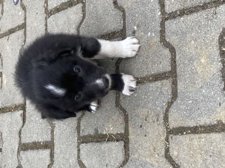 Border Collie Welpen