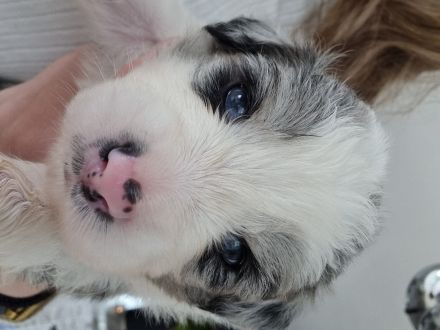 Mini Australian Shepherd