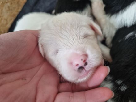 Mini Australian Shepherd