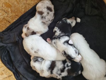 Mini Australian Shepherd