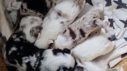 Mini Australian Shepherd