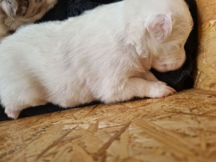 Mini Australian Shepherd