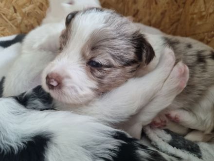 Mini Australian Shepherd