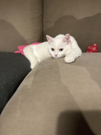 BKH Kater mit Stammbaum