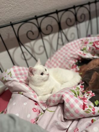 BKH Kater mit Stammbaum