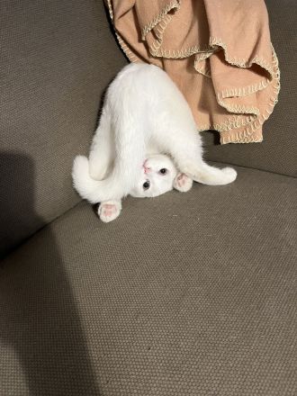 BKH Kater mit Stammbaum