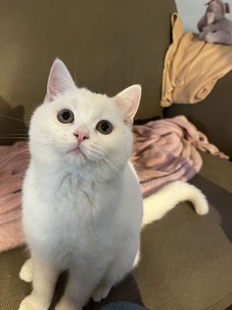 BKH Kater mit Stammbaum