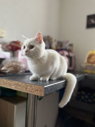 BKH Kater mit Stammbaum