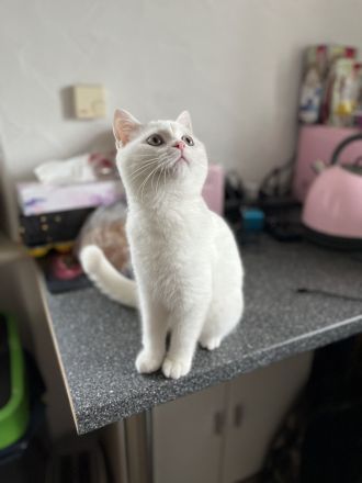 BKH Kater mit Stammbaum