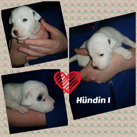 Parson Russell Terrier Welpen