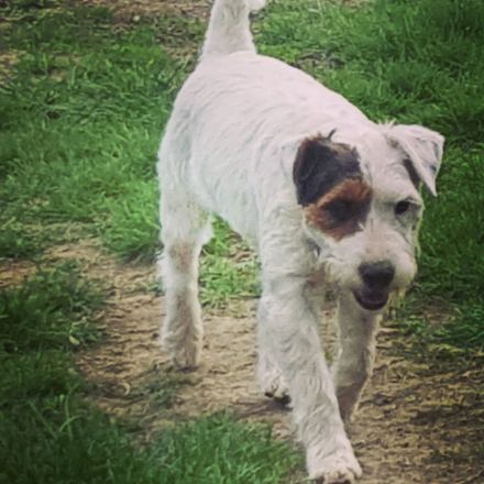 Parson Russell Terrier Welpen