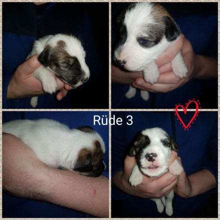 Parson Russell Terrier Welpen