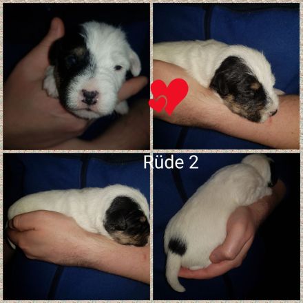 Parson Russell Terrier Welpen