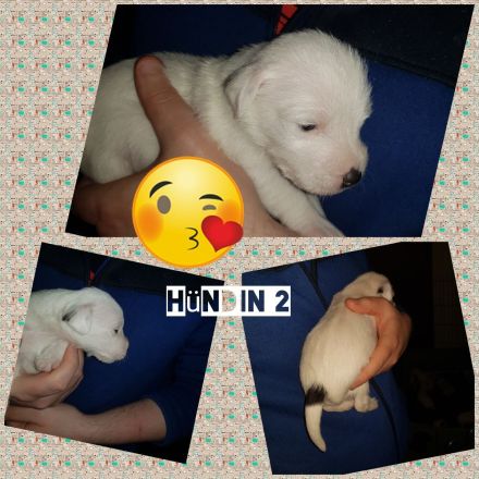 Parson Russell Terrier Welpen