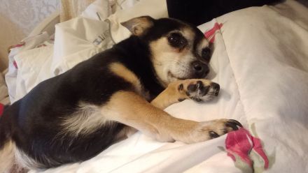 Jack Russel- Pinscher Michling, Hündin, 8j