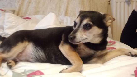 Jack Russel- Pinscher Michling, Hündin, 8j